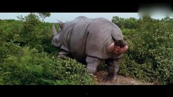 高山犀牛在线视频播放