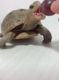 足控gif在线视频,GIF视频中的美足诱惑